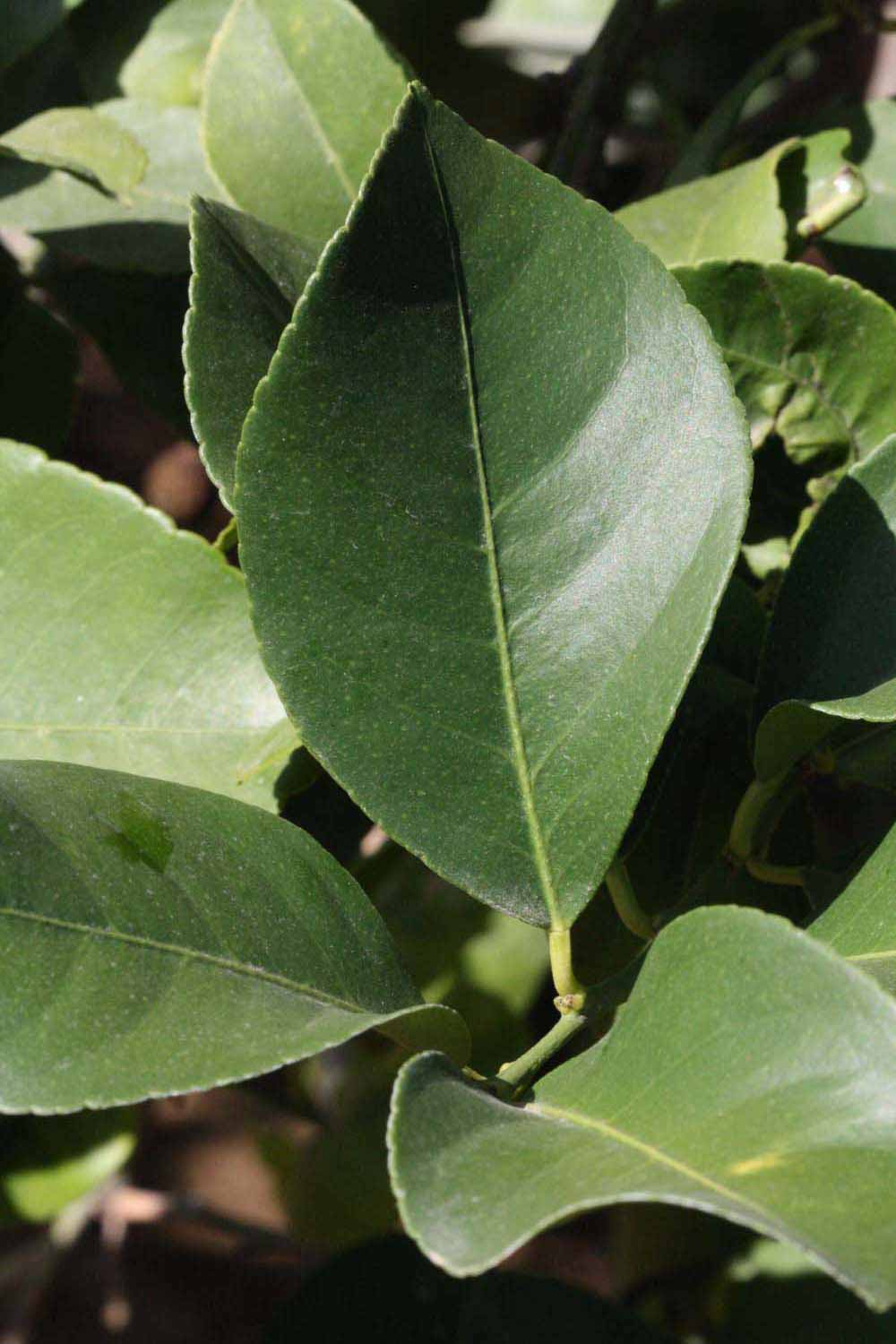              Unifoliolate leaf (Riverside, CA)       